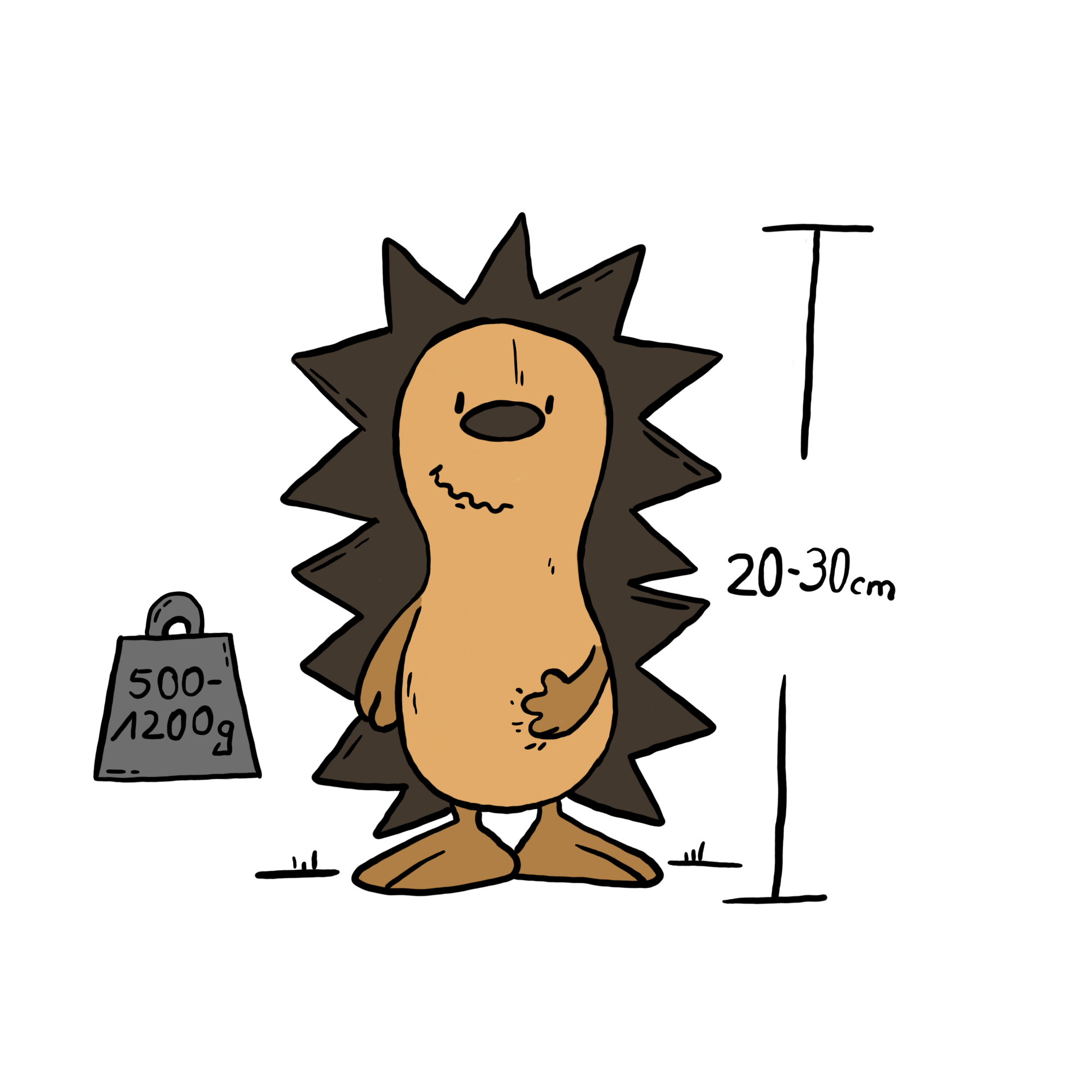 Igel mit Höhe und Gewicht