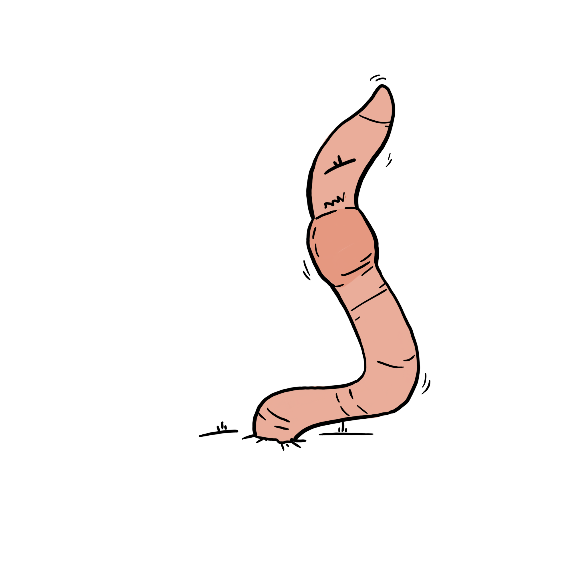 Wurm