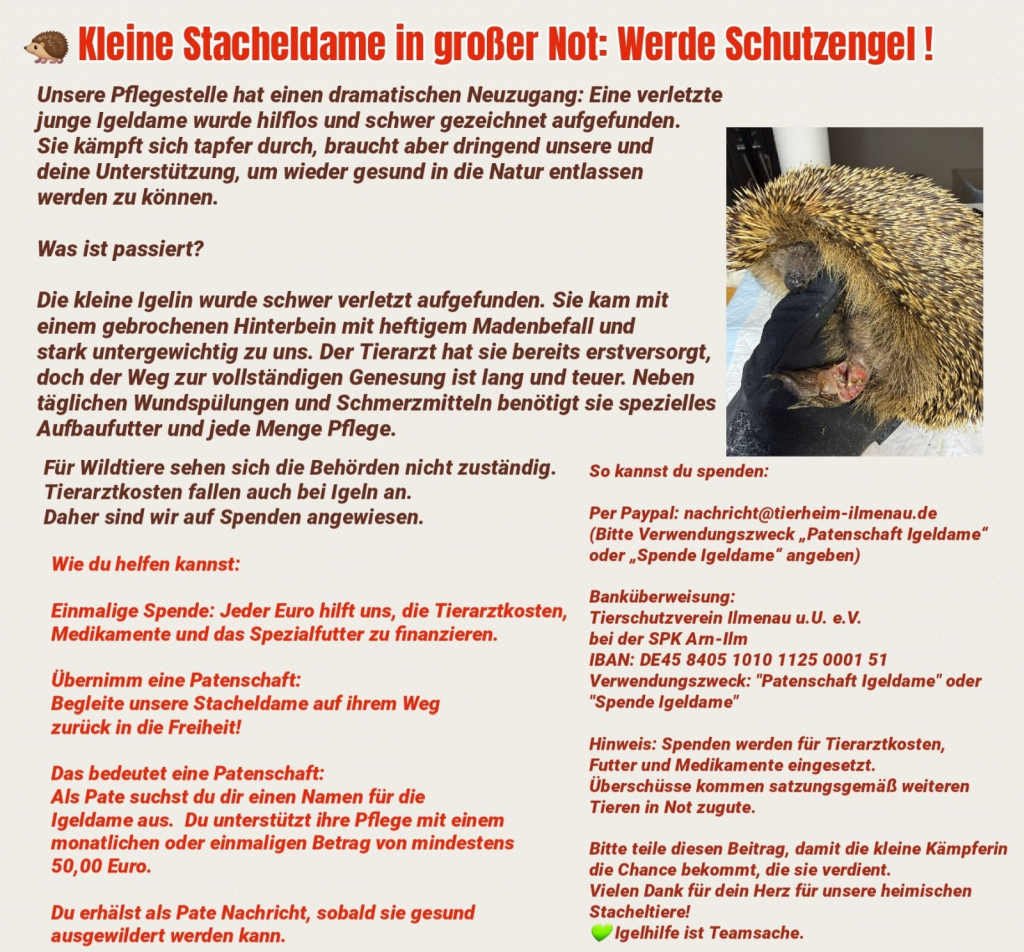 Schwer verletzte Igeldame in Ilmenau benötigt intensive Pflege